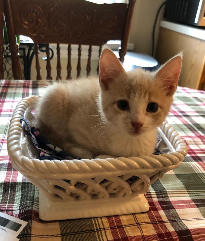 Cream, a Adoptable Domestic Short Hair in Brainardsville, NY image 4/6