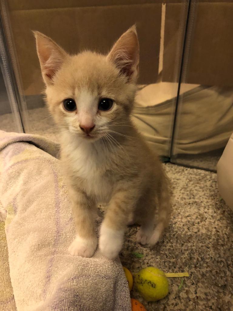 Cream, a Adoptable Domestic Short Hair in Brainardsville, NY image 5/6