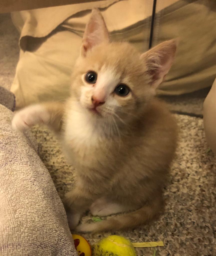 Cream, a Adopted mixed breed in Brainardsville, NY image 5/6