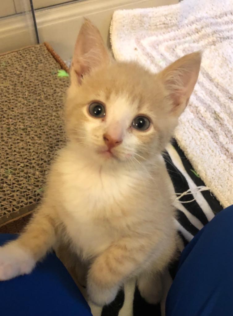 Cream, a Adopted mixed breed in Brainardsville, NY image 6/6