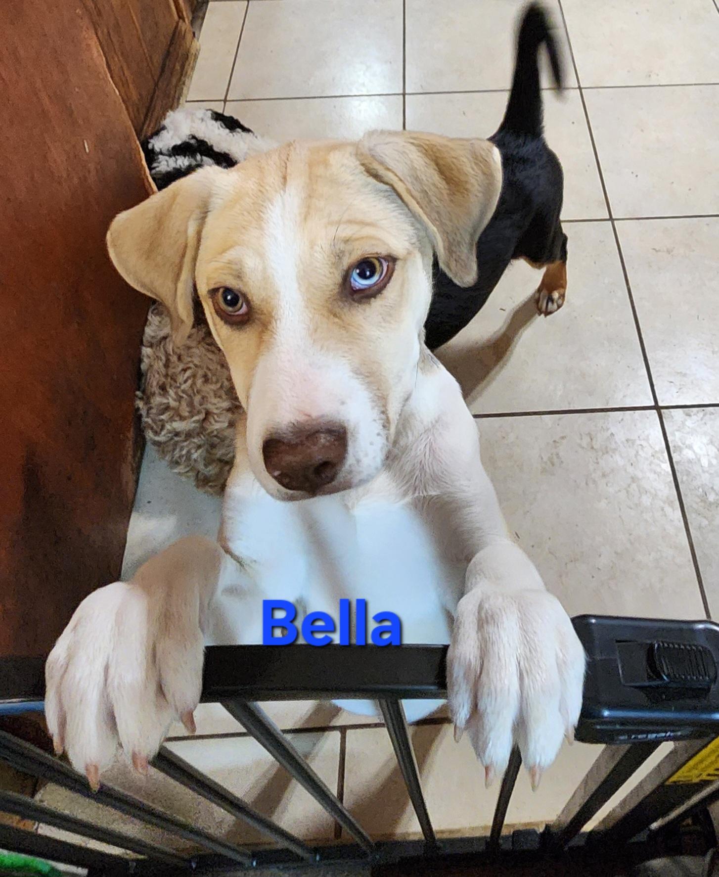 Bella, Adoptable, Young Female Husky & Labrador Retriever.