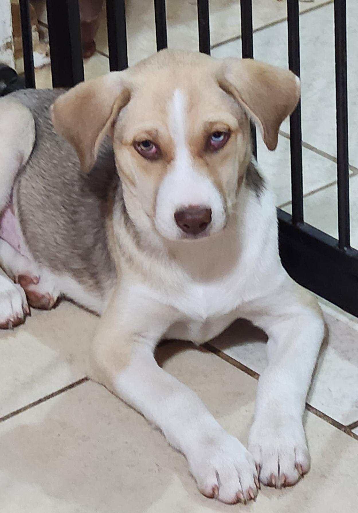 Bella, Adoptable, Puppy Female Husky & Labrador Retriever.