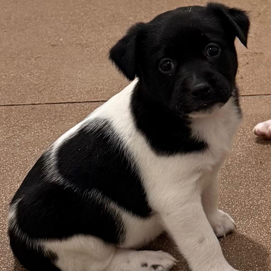 Enlarge Cupcake, a Adoptable mixed breed in Cedaredge, CO image 1/6