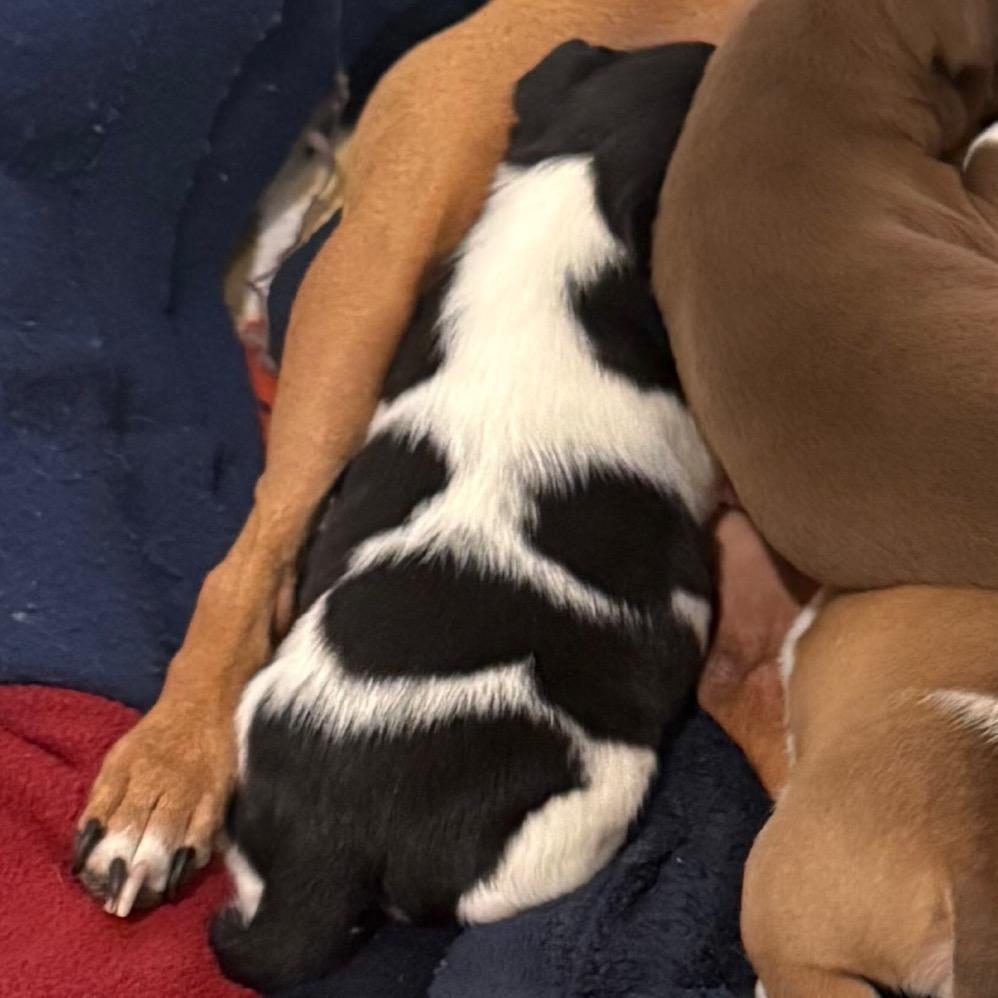 Enlarge Cupcake, a Adoptable mixed breed in Cedaredge, CO image 2/6