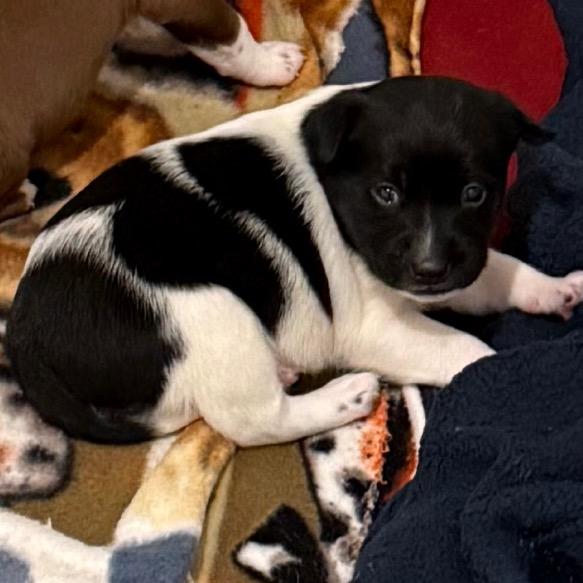 Enlarge Cupcake, a Adoptable mixed breed in Cedaredge, CO image 3/6