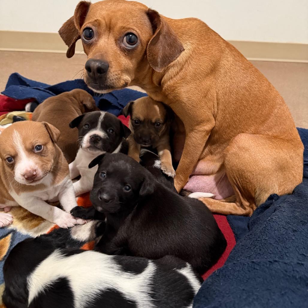 Enlarge Cupcake, a Adoptable mixed breed in Cedaredge, CO image 5/6