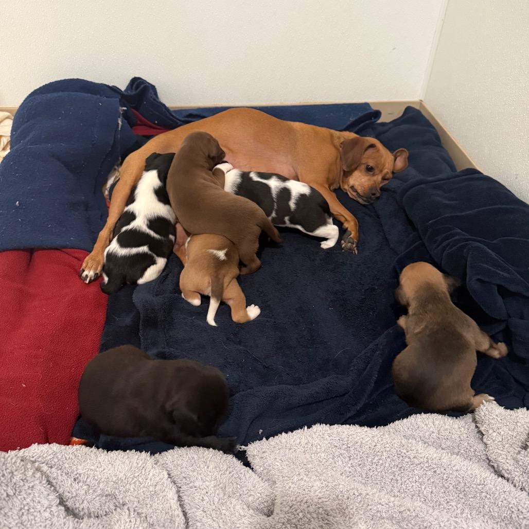 Enlarge Cupcake, a Adoptable mixed breed in Cedaredge, CO image 6/6