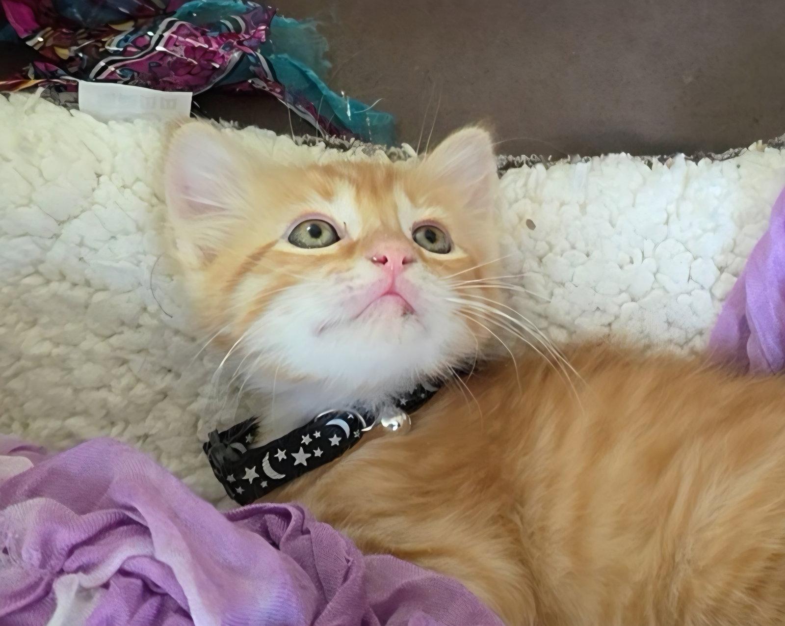 Bailey, Adopted, Kitten Female Tabby & Domestic Short Hair.