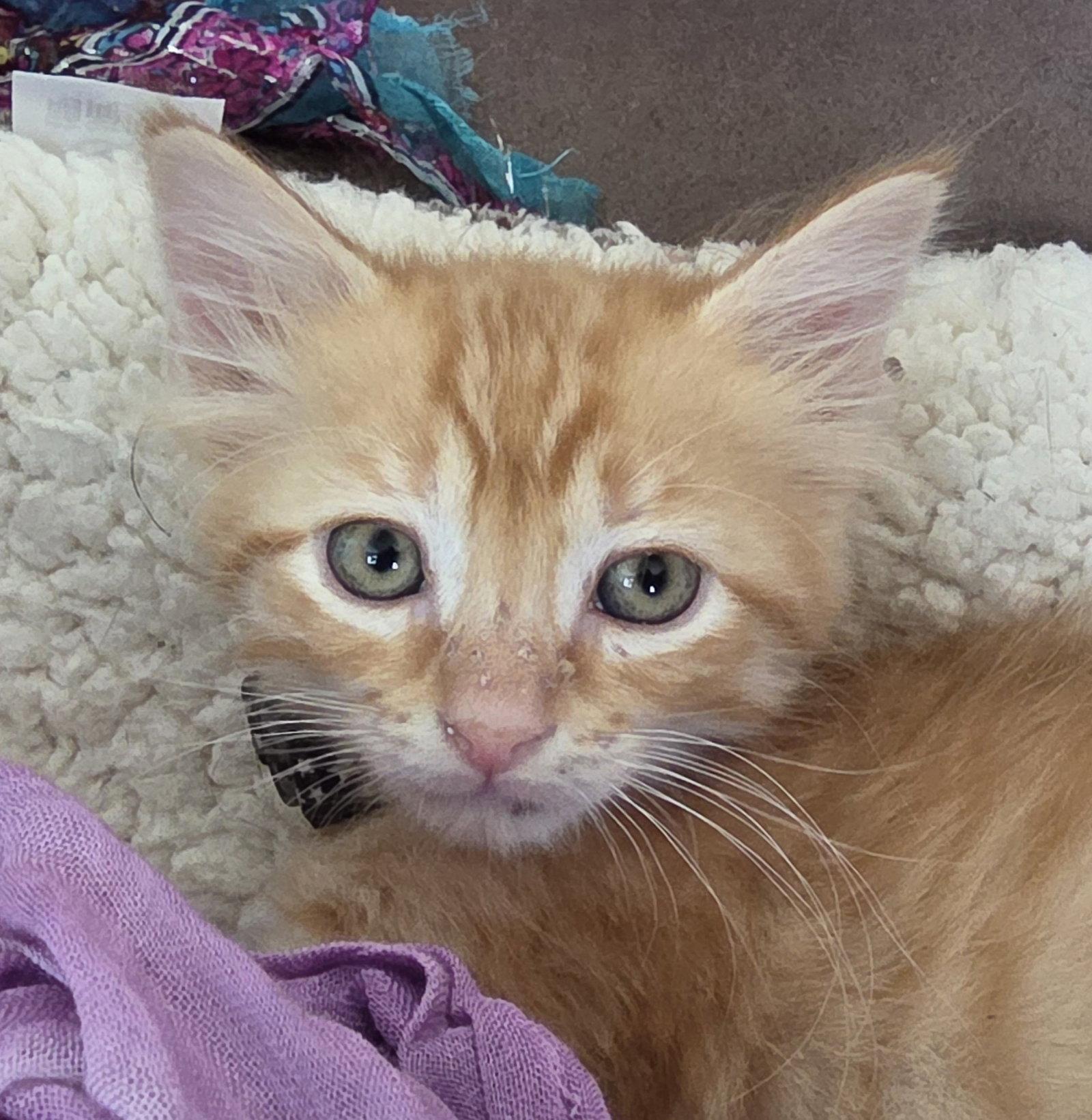 Enlarge Bailey, a Adopted mixed breed in Magnolia Springs, AL image 2/3