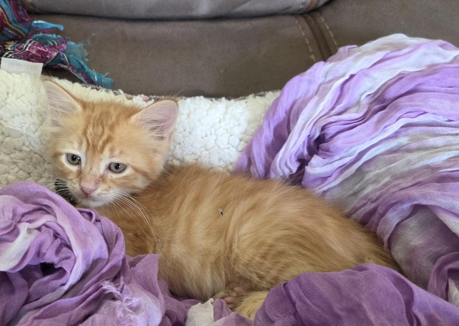 Enlarge Bailey, a Adopted mixed breed in Magnolia Springs, AL image 3/3