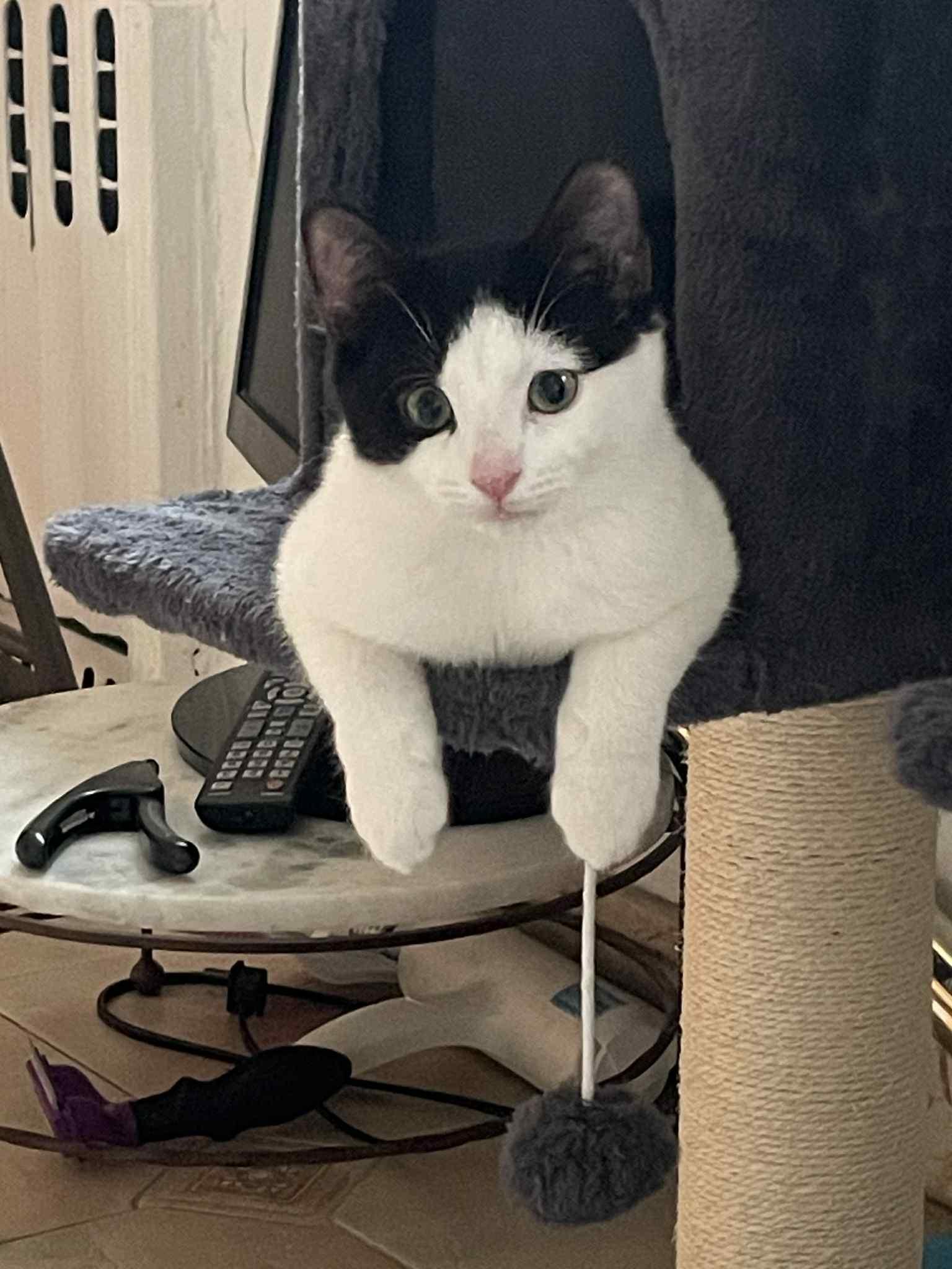 Enlarge Oreo, a ADOPTABLE Domestic Short Hair in Brooklyn, NY image 3/6