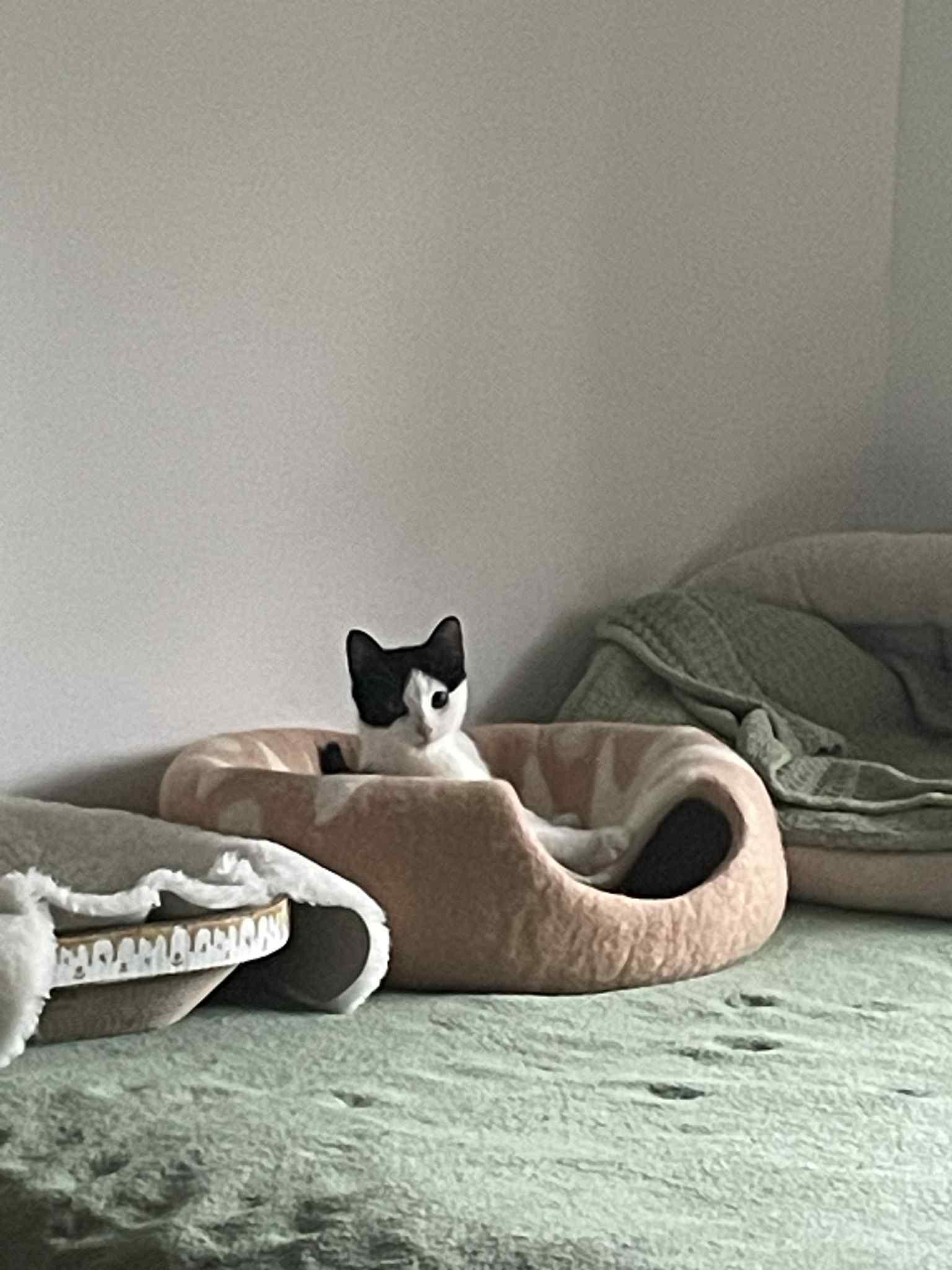 Enlarge Oreo, a ADOPTABLE Domestic Short Hair in Brooklyn, NY image 5/6