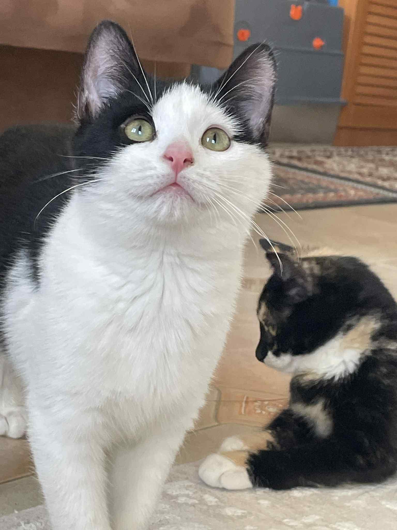 Enlarge Oreo, a ADOPTABLE Domestic Short Hair in Brooklyn, NY image 6/6