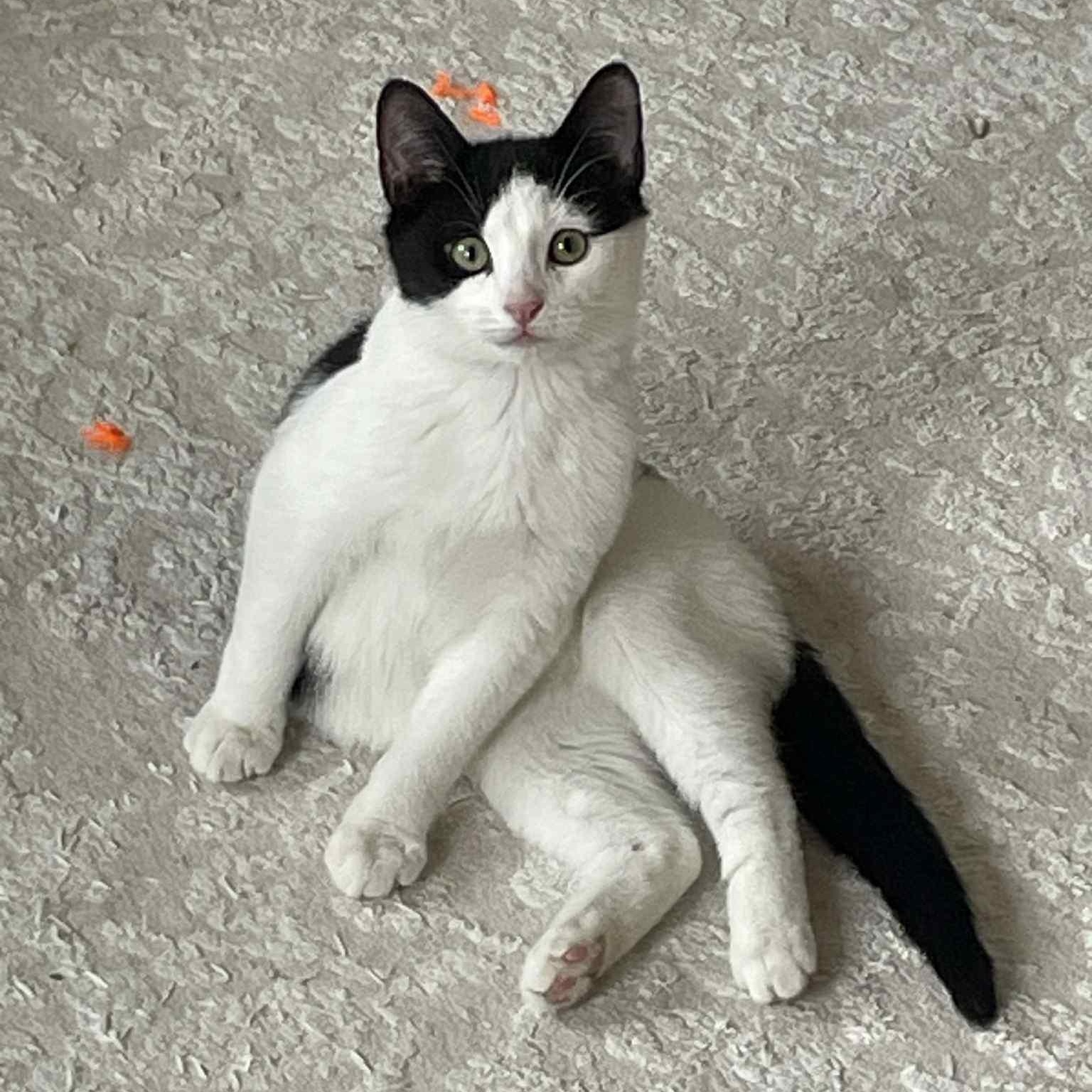 Oreo, ADOPTABLE, Kitten Male Domestic Short Hair.