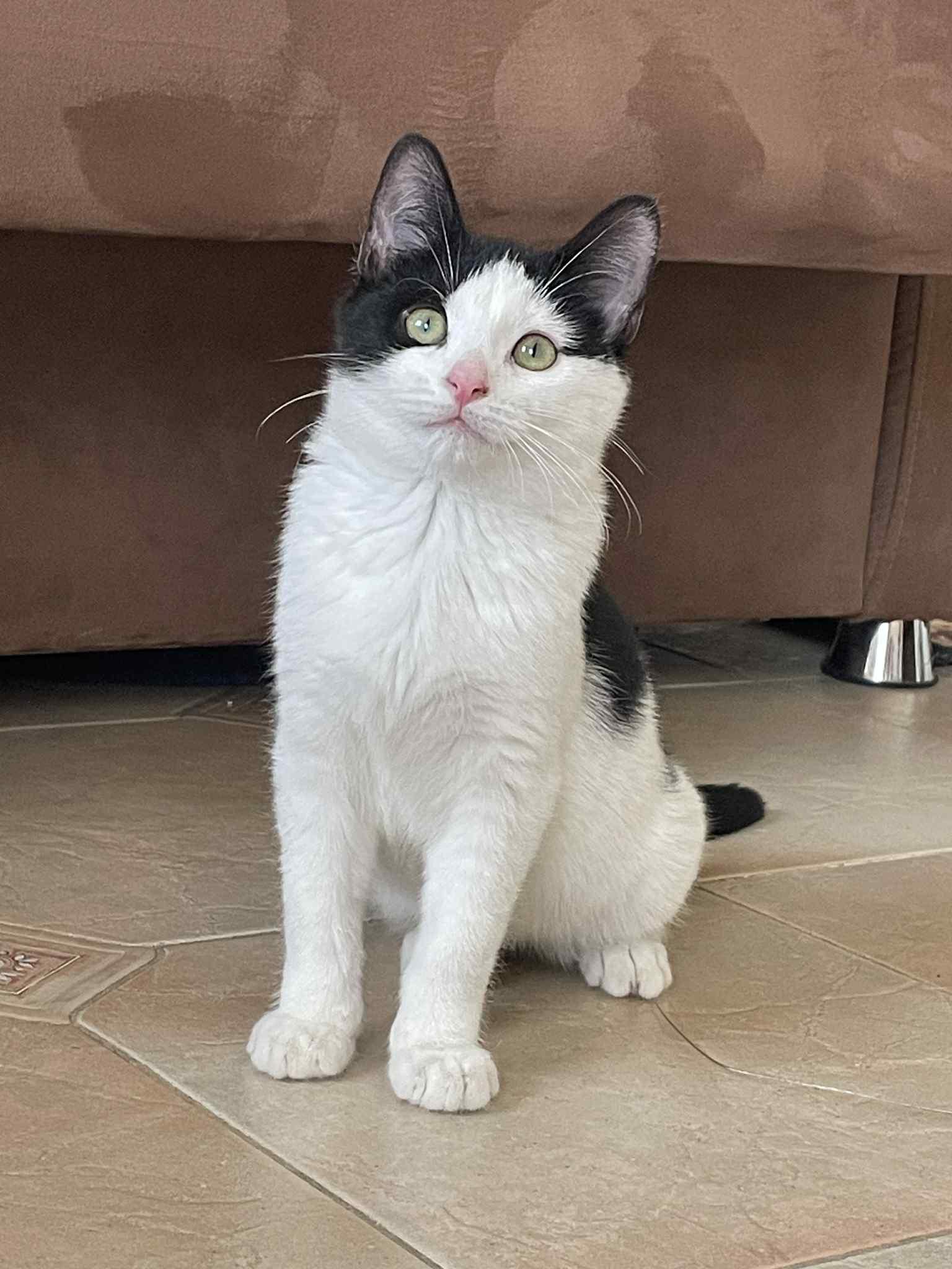 Enlarge Oreo, a ADOPTABLE Domestic Short Hair in Brooklyn, NY image 2/6