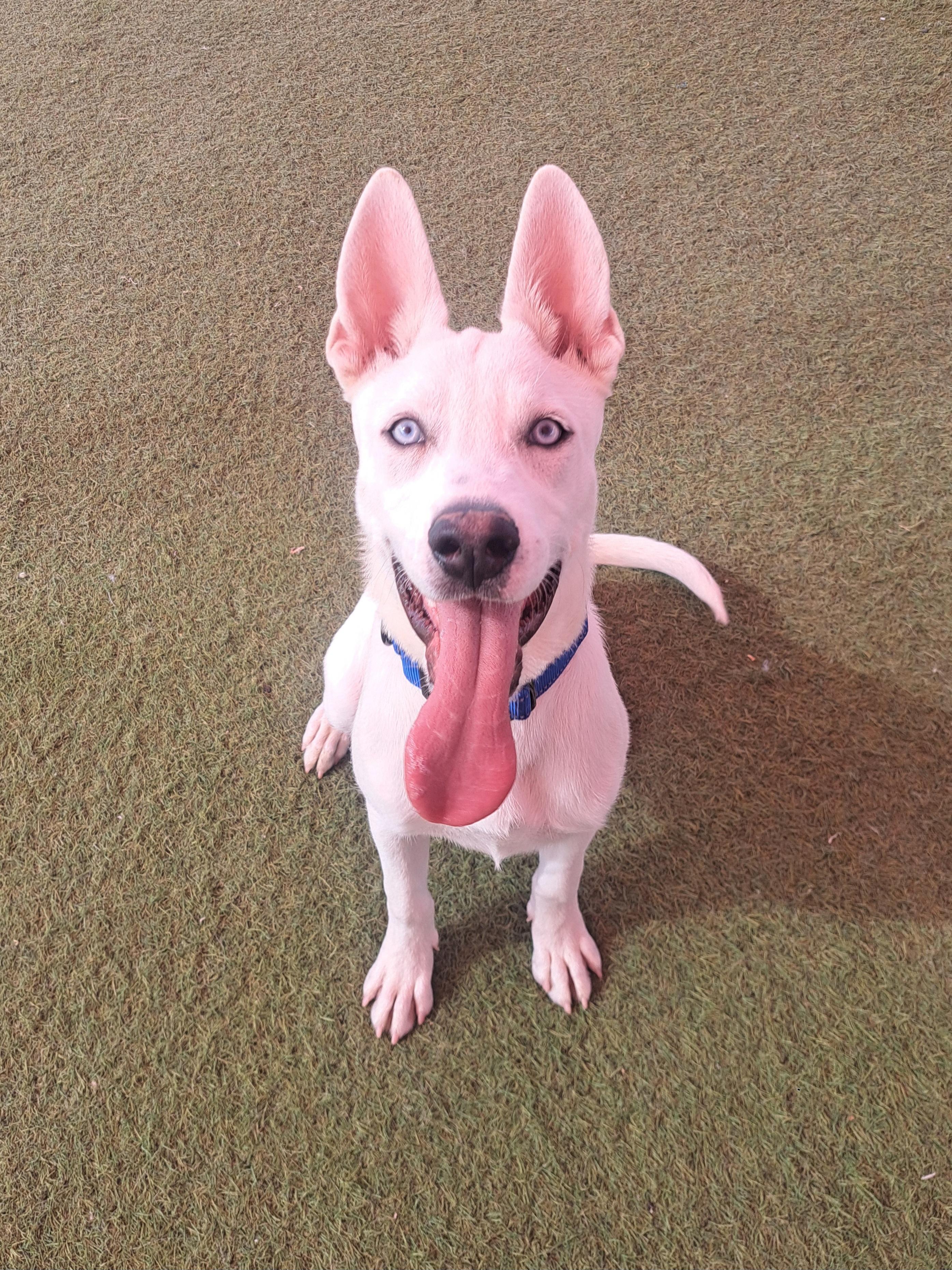 Gumball, a Adoptable mixed breed in Glendale, AZ image 3/4