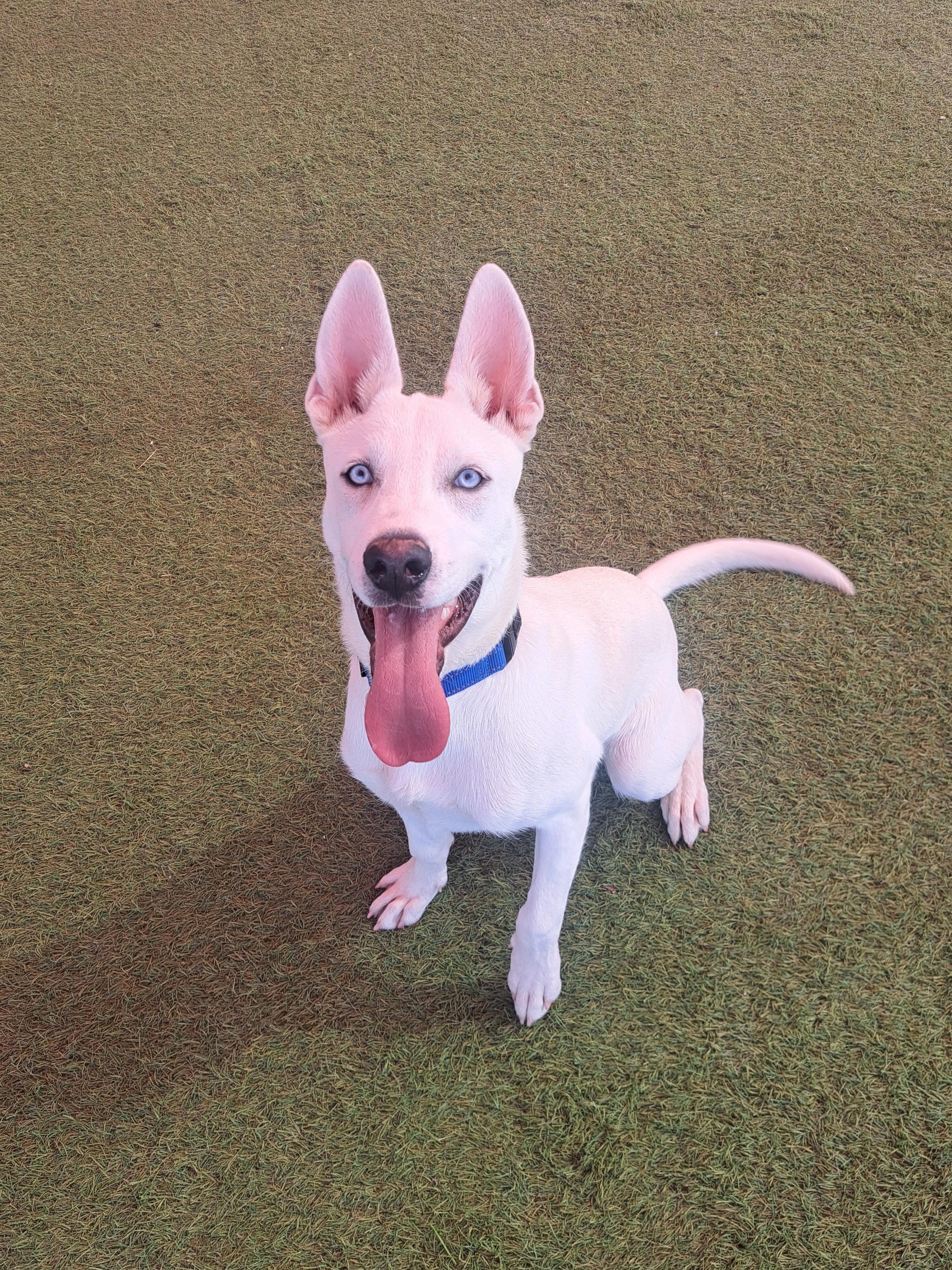 Gumball, a Adoptable mixed breed in Glendale, AZ image 1/4