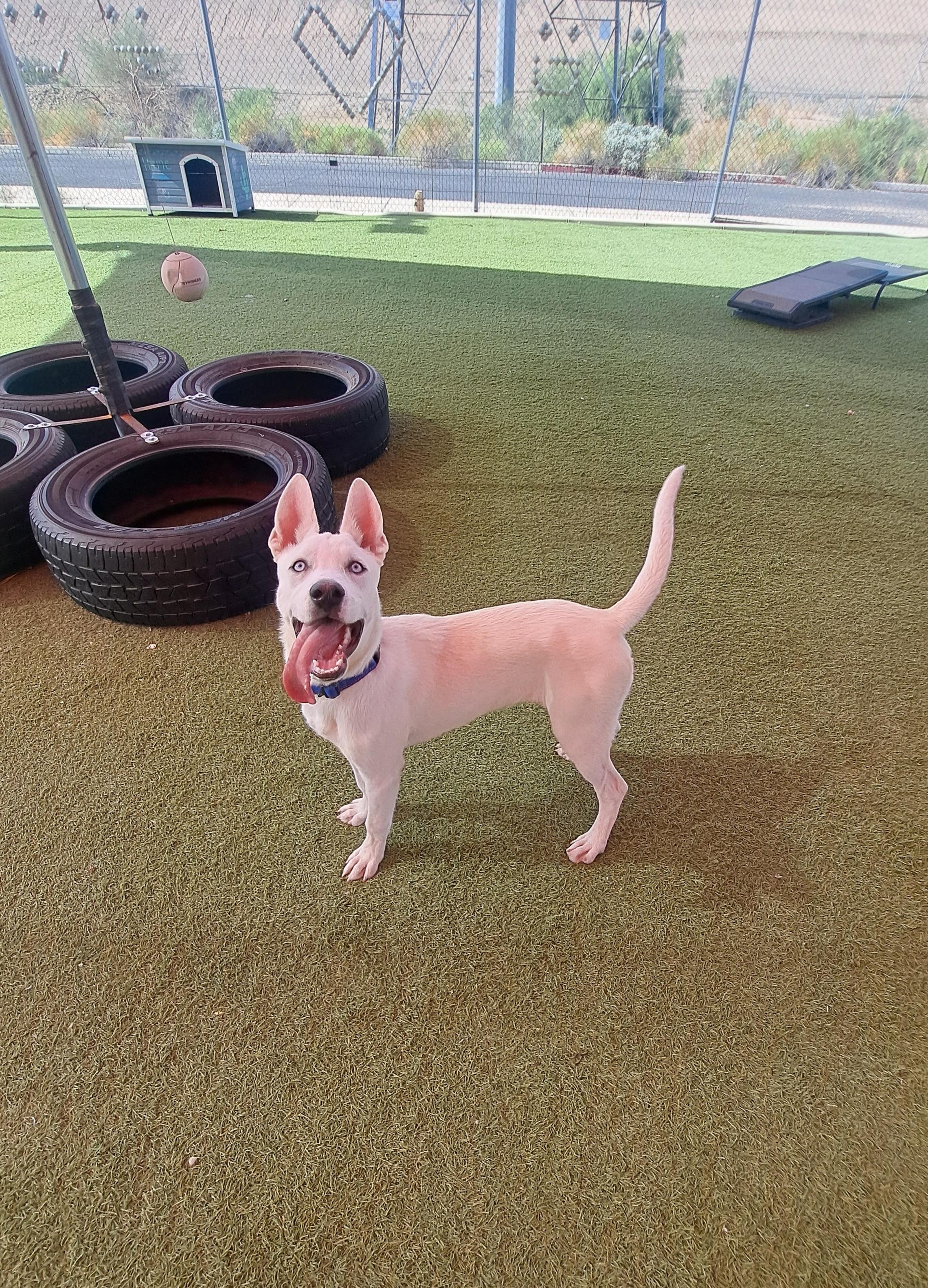 Gumball, a Adoptable mixed breed in Glendale, AZ image 4/4