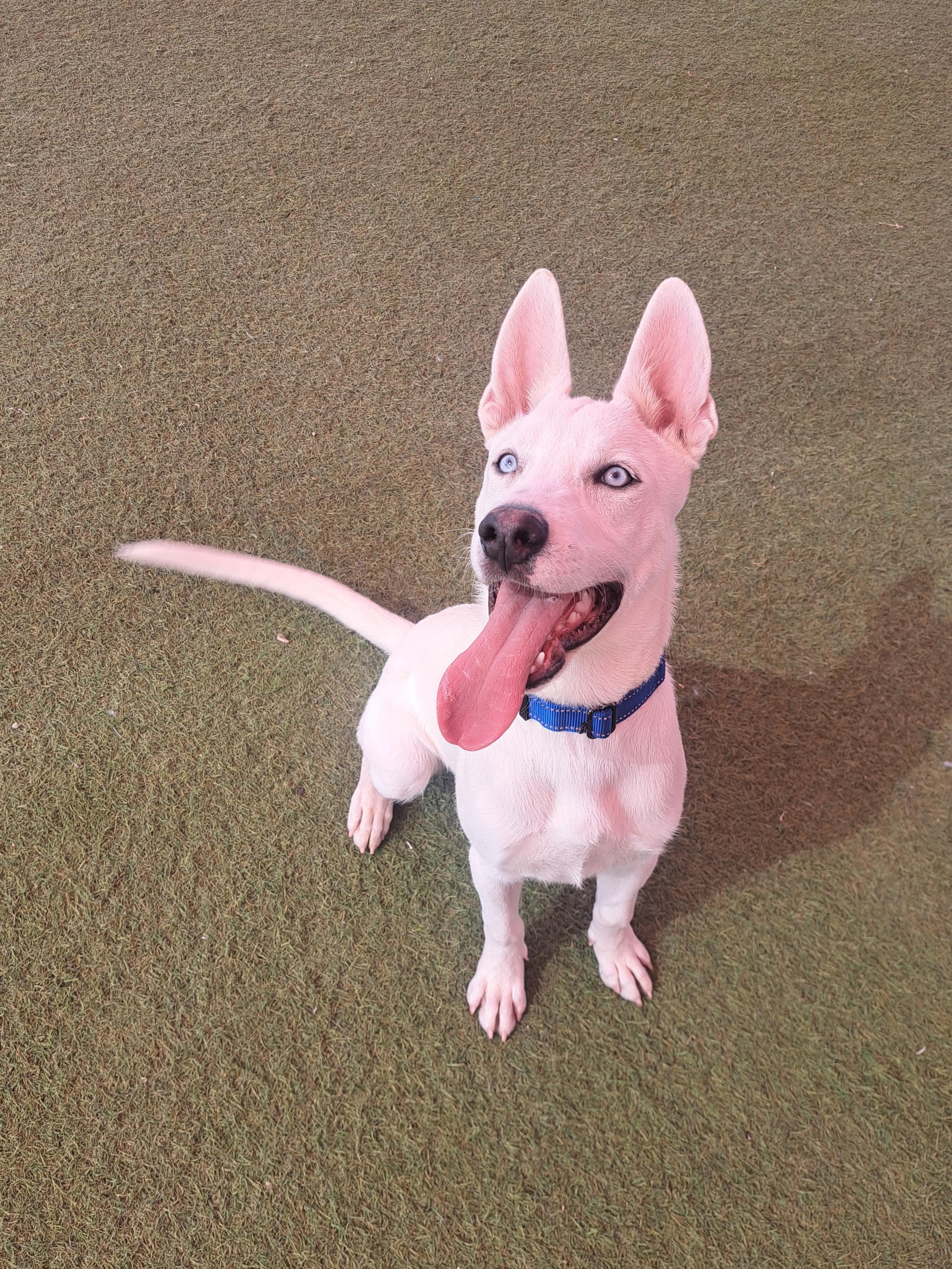 Gumball, a Adoptable mixed breed in Glendale, AZ image 2/4