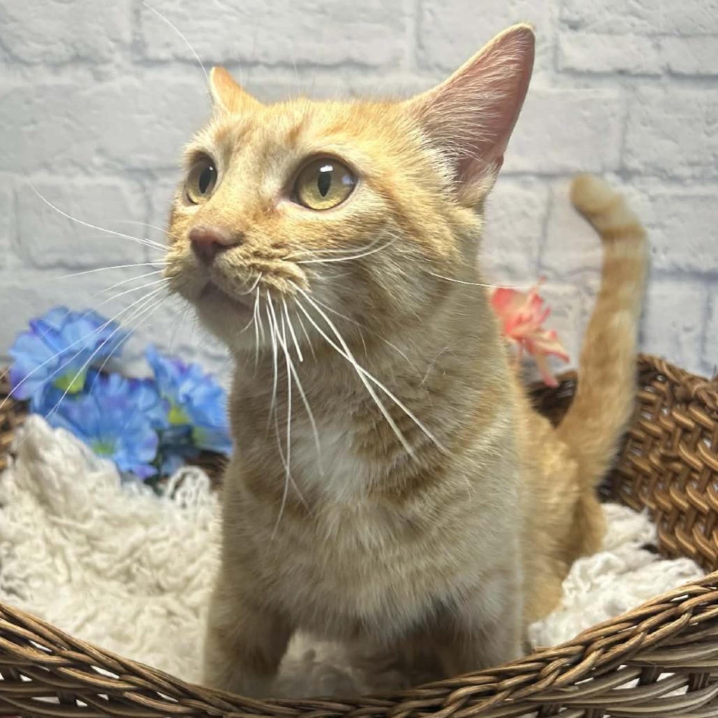 Veeta, Adoptable, Young Female Domestic Short Hair.