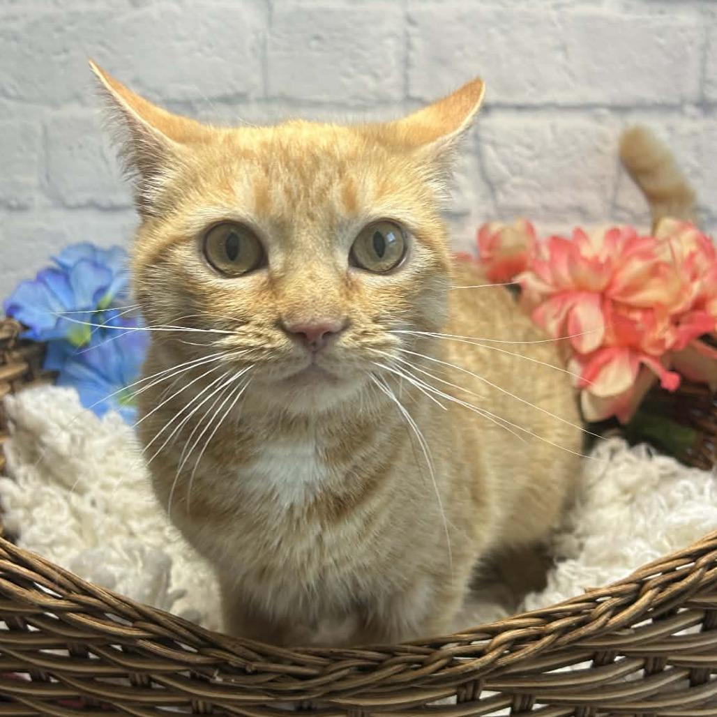 Enlarge Veeta, a Adoptable Domestic Short Hair in Harrisonburg, VA image 2/6