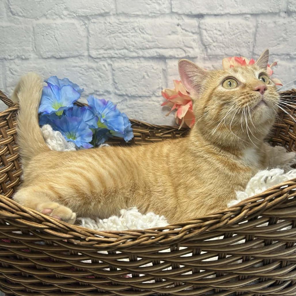 Enlarge Veeta, a Adoptable Domestic Short Hair in Harrisonburg, VA image 3/6
