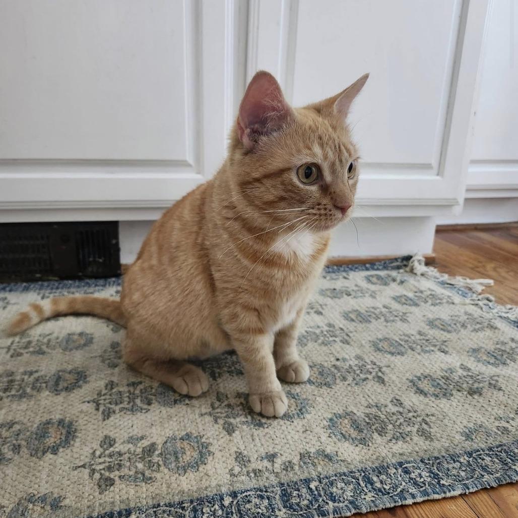 Enlarge Veeta, a Adoptable Domestic Short Hair in Harrisonburg, VA image 2/5