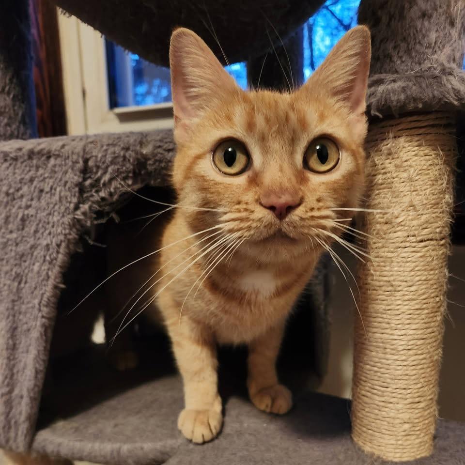 Enlarge Veeta, a Adoptable Domestic Short Hair in Harrisonburg, VA image 3/5