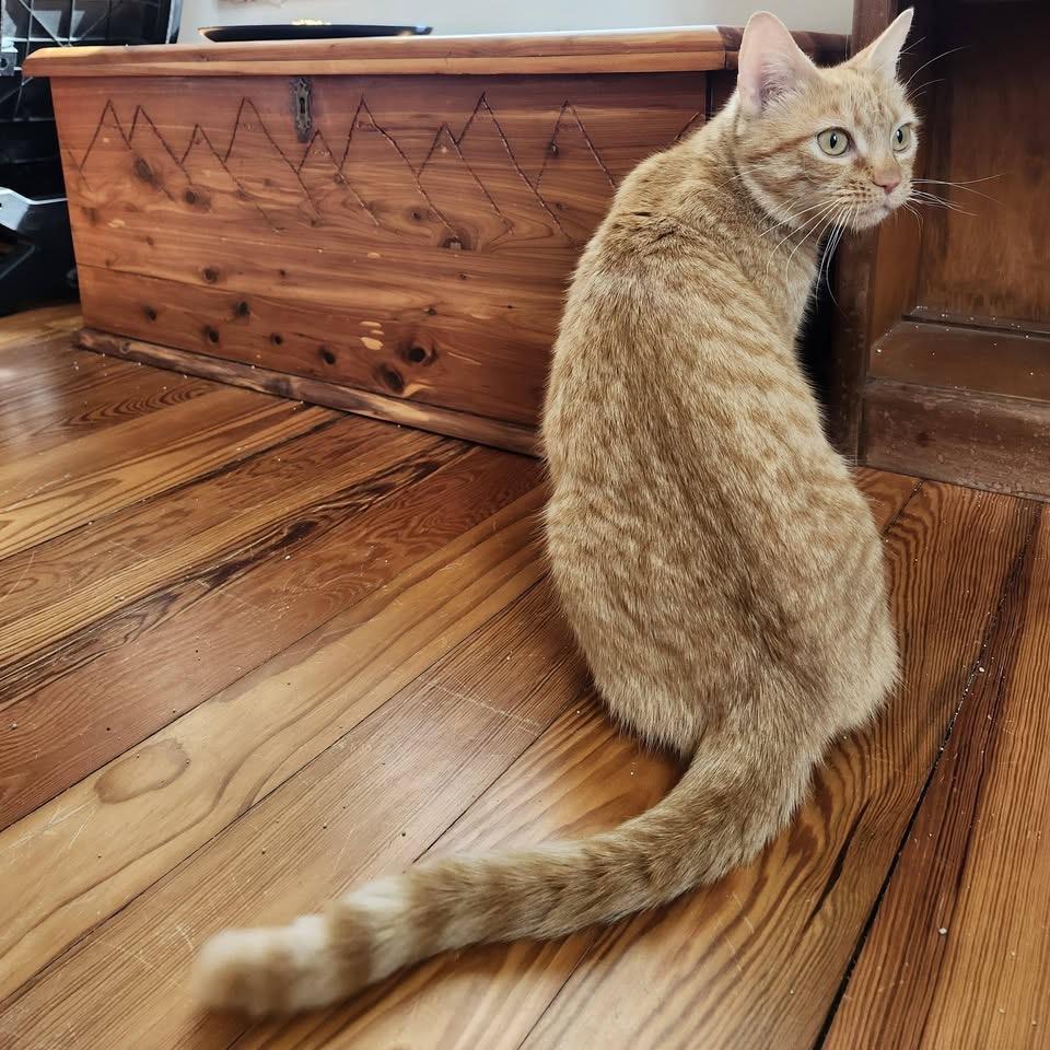 Enlarge Veeta, a Adoptable Domestic Short Hair in Harrisonburg, VA image 4/6