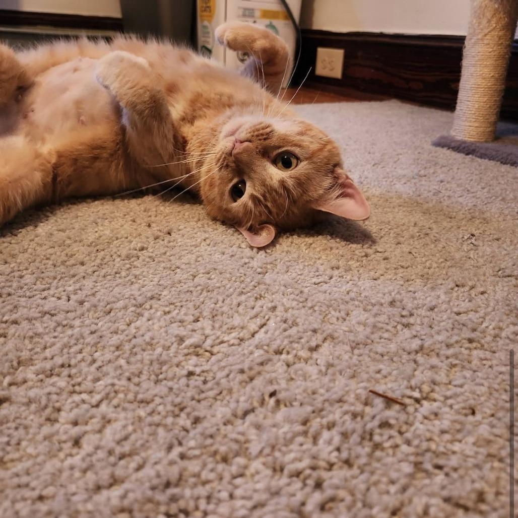Enlarge Veeta, a Adoptable Domestic Short Hair in Harrisonburg, VA image 5/5