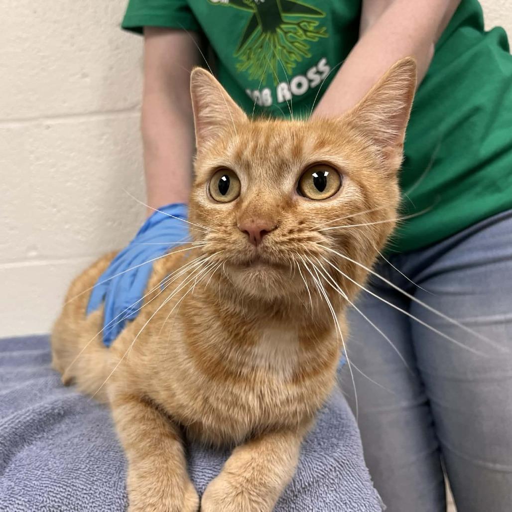 Enlarge Veeta, a Adoptable Domestic Short Hair in Harrisonburg, VA image 5/6