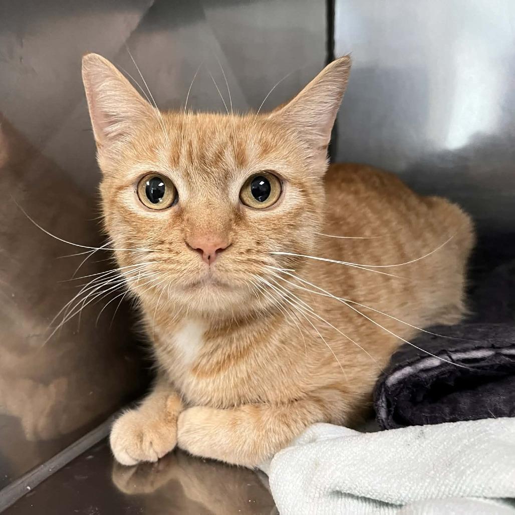 Enlarge Veeta, a Adoptable Domestic Short Hair in Harrisonburg, VA image 6/6