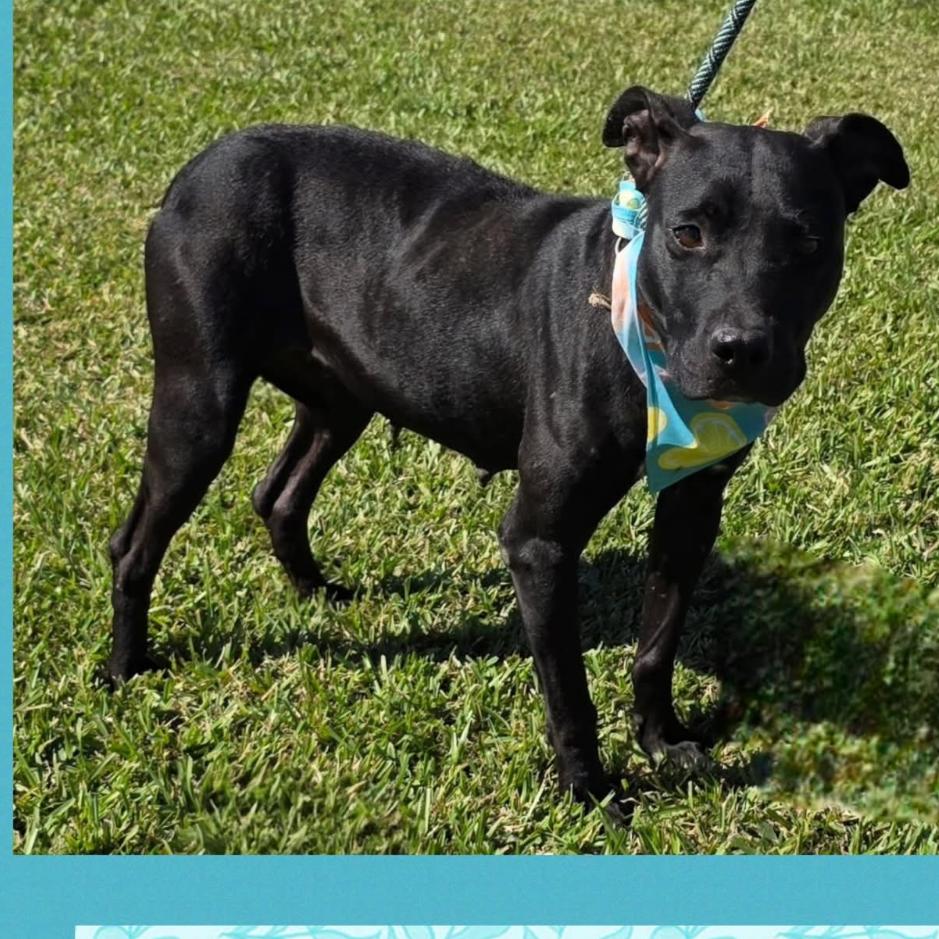 Zoey, Adoptable, Adult Female Pit Bull Terrier.
