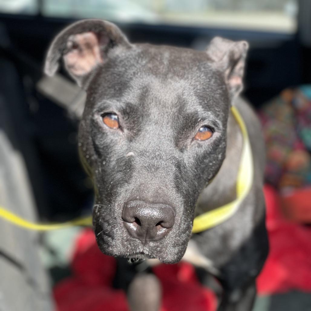Enlarge Zoey, a Adoptable Pit Bull Terrier in Waggaman, LA image 2/3