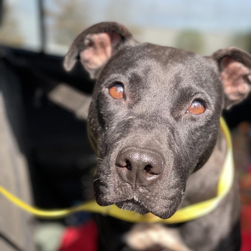 Enlarge Zoey, a Adoptable Pit Bull Terrier in Waggaman, LA image 3/3