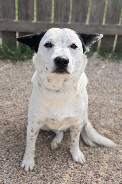 Outlaw (Spot), a Adoptable mixed breed in Gray, LA image 1/2