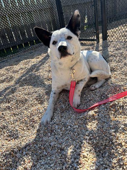 Outlaw (Spot), a Adoptable mixed breed in Gray, LA image 2/2