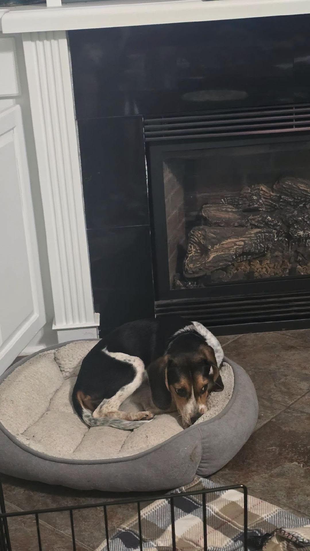 Enlarge Rita, a ADOPTABLE Beagle in Williamsburg, VA image 3/5