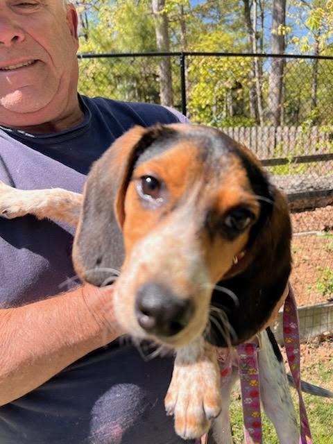 Enlarge Rita, a ADOPTABLE Beagle in Williamsburg, VA image 5/5