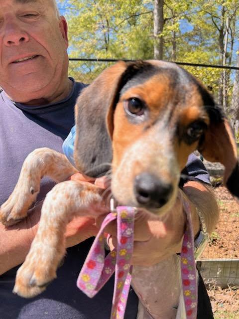 Enlarge Rita, a ADOPTABLE Beagle in Williamsburg, VA image 2/5