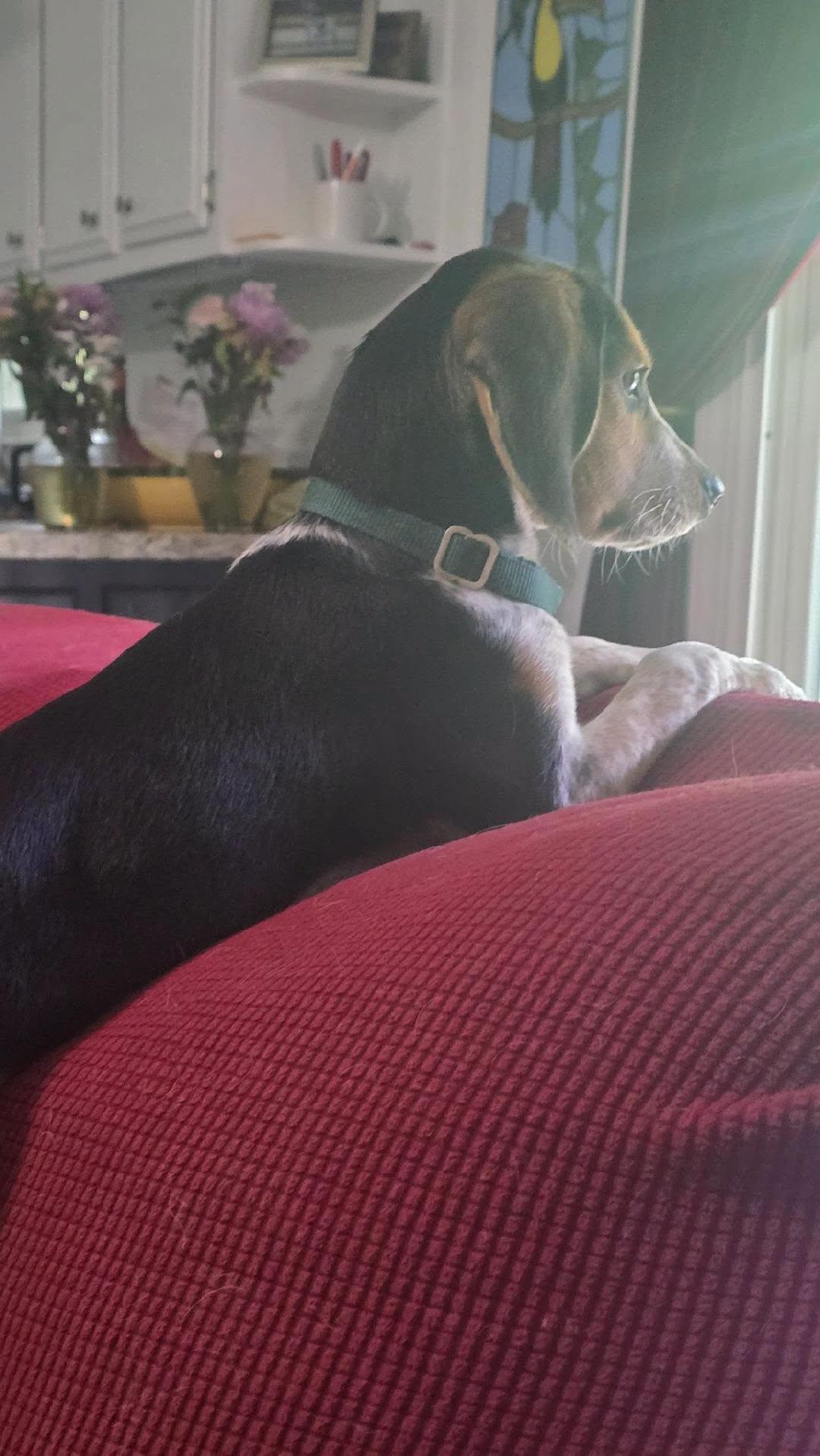 Enlarge Rita, a ADOPTABLE Beagle in Williamsburg, VA image 4/5