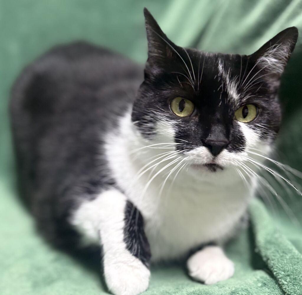 Enlarge Smokey, a Adoptable Domestic Short Hair in Jackson, MI image 5/6