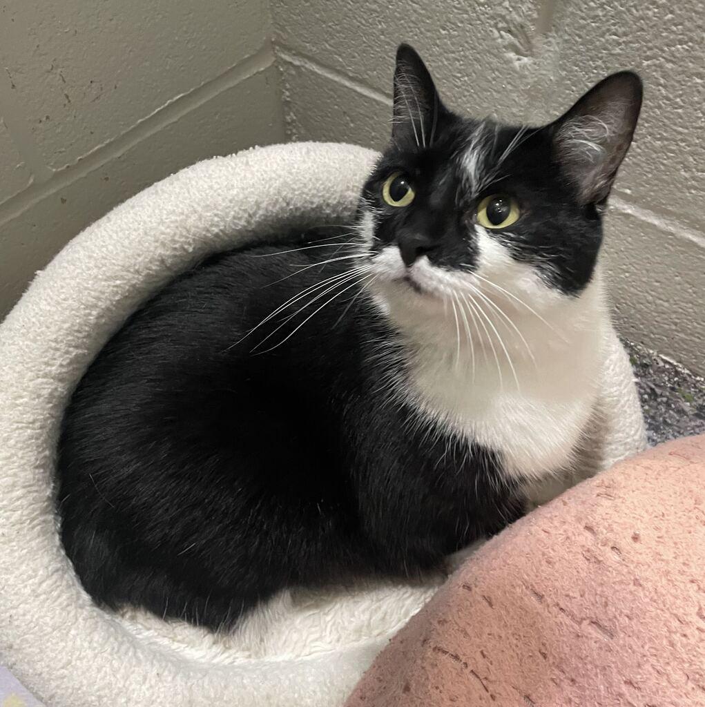 Enlarge Smokey, a Adoptable Domestic Short Hair in Jackson, MI image 2/5
