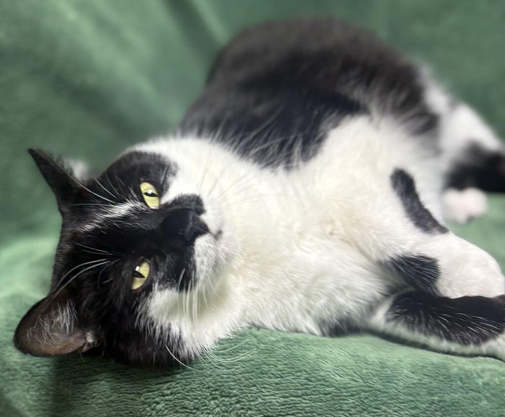 Smokey, Adoptable, Adult Female Domestic Short Hair.