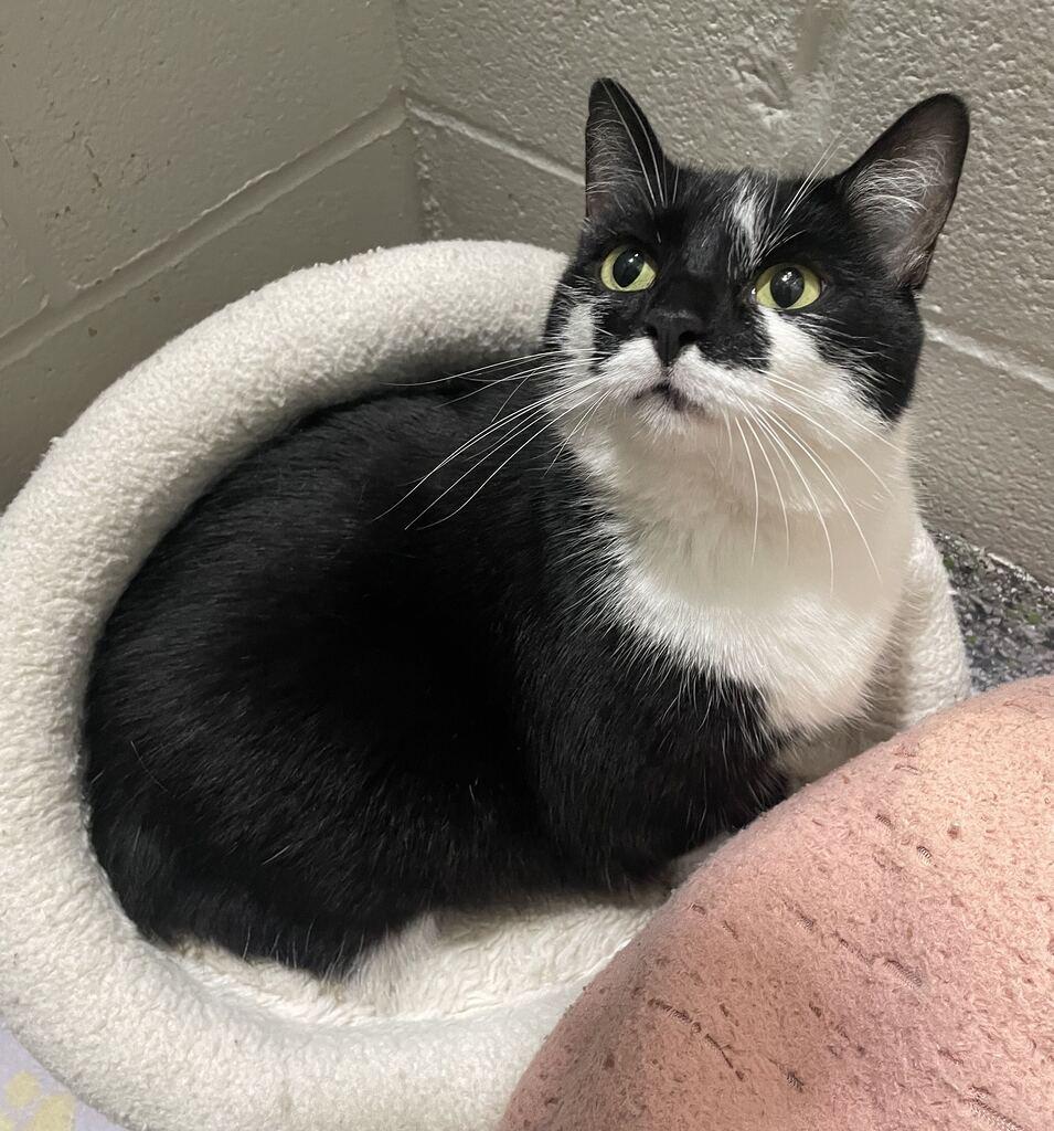 Enlarge Smokey, a Adoptable Domestic Short Hair in Jackson, MI image 3/5