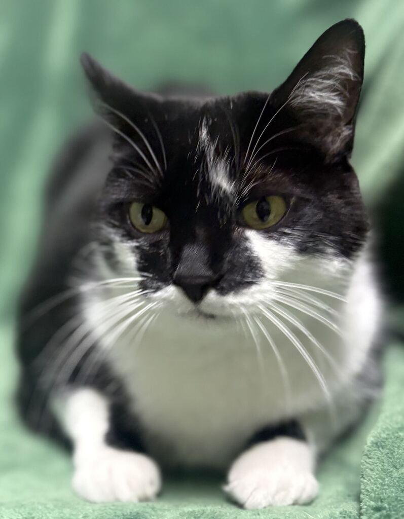 Enlarge Smokey, a Adoptable Domestic Short Hair in Jackson, MI image 3/6