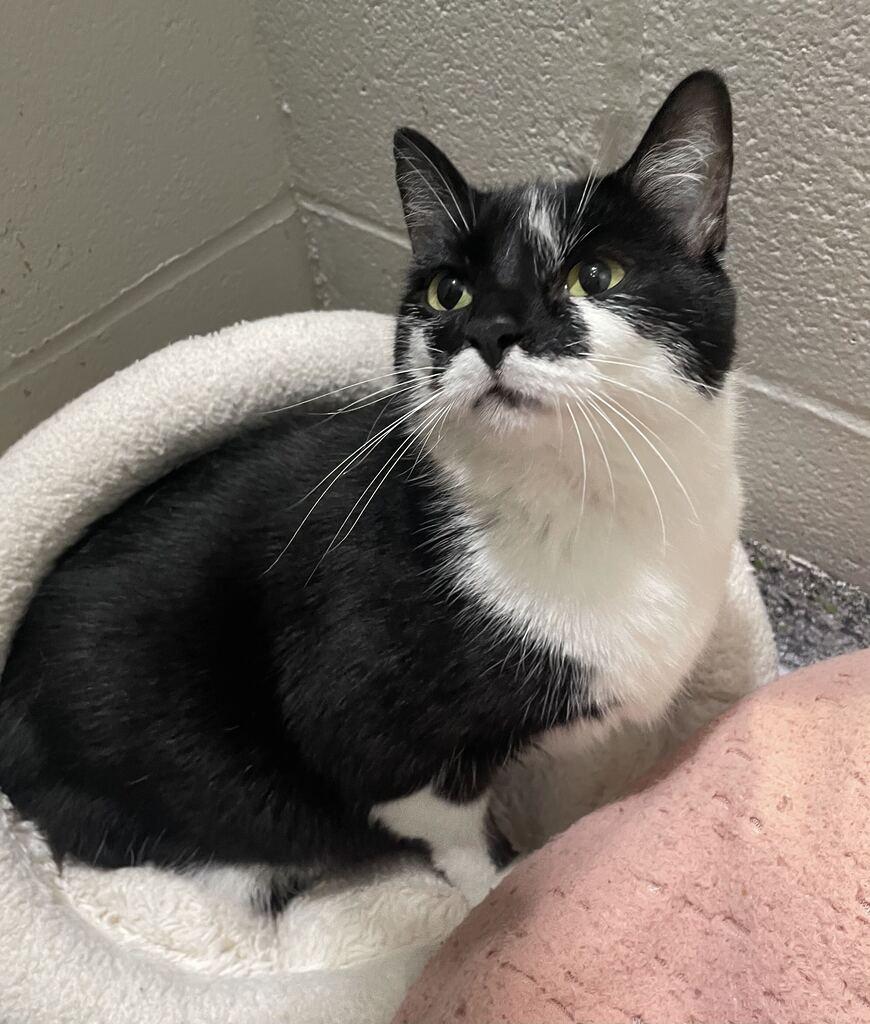 Enlarge Smokey, a Adoptable Domestic Short Hair in Jackson, MI image 4/5