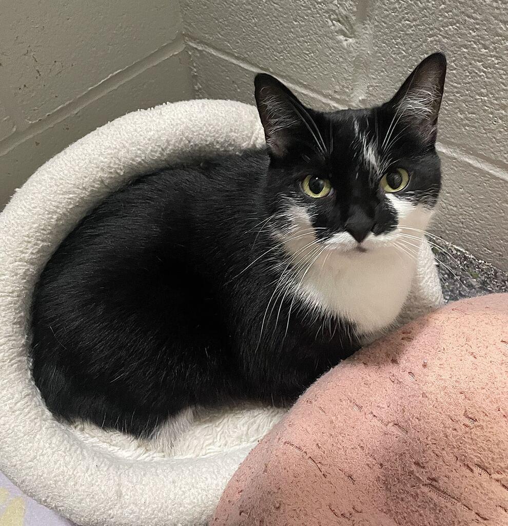 Enlarge Smokey, a Adoptable Domestic Short Hair in Jackson, MI image 1/5