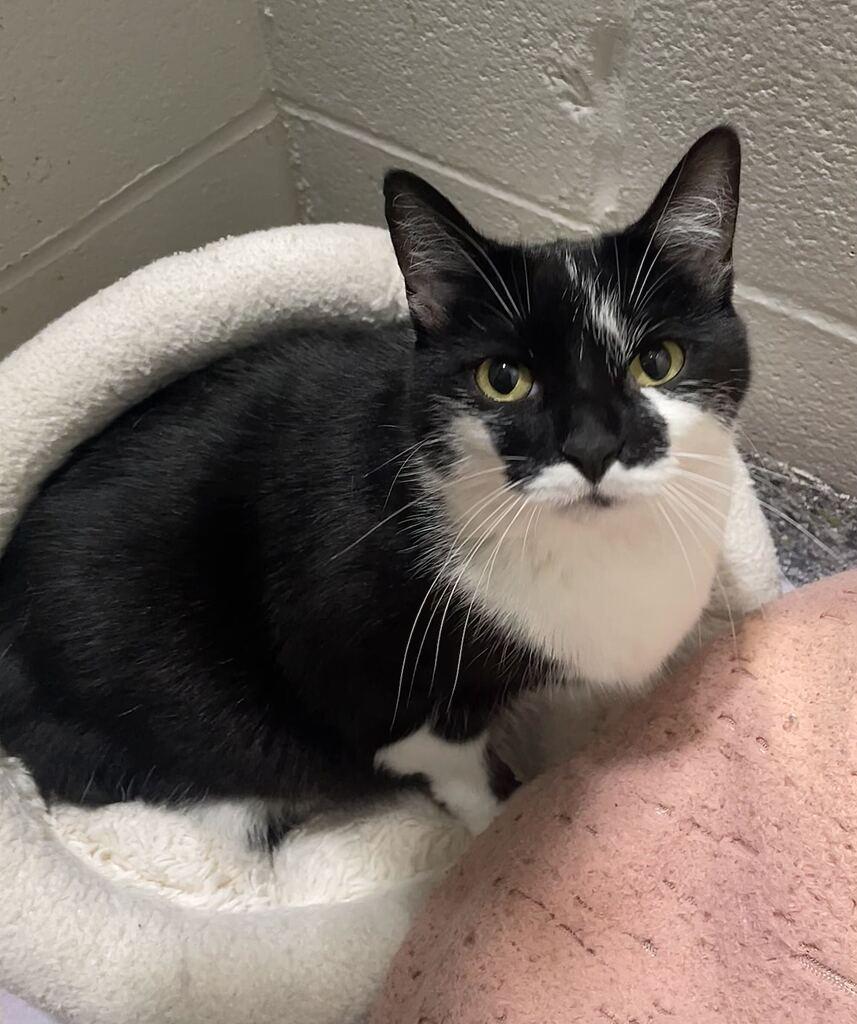 Enlarge Smokey, a Adoptable Domestic Short Hair in Jackson, MI image 5/5
