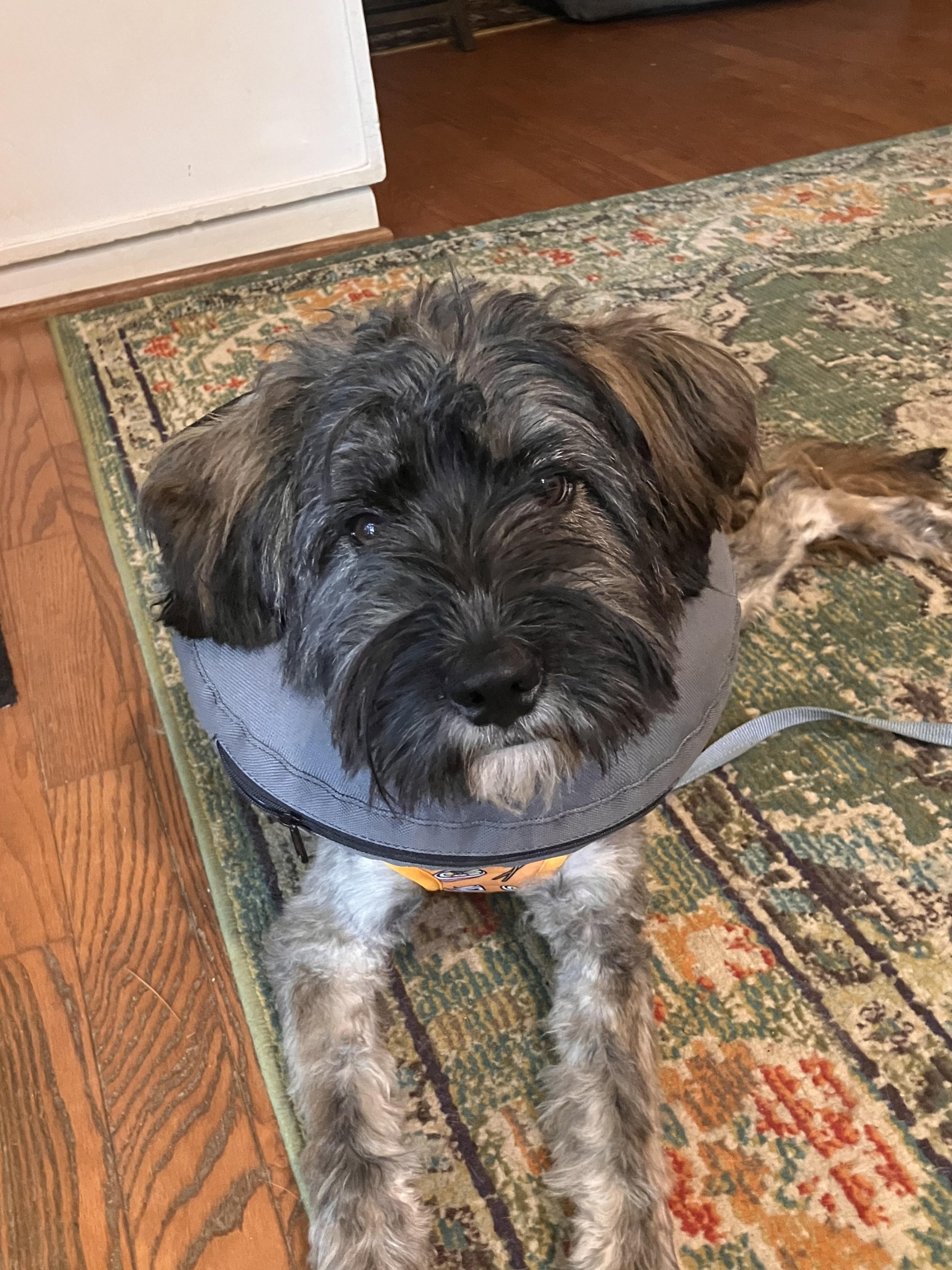 Rascal, a Adoptable mixed breed in Falls Church, VA image 3/3